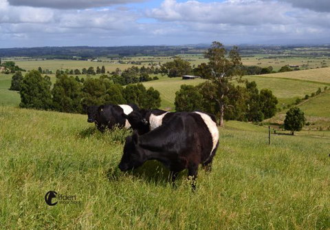 Clifden Cottage - Nambucca Heads Accommodation 6