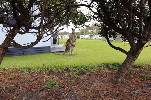 Anglesea Family Caravan Park - Nambucca Heads Accommodation 3