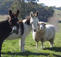 Avaleigh Elms Farmstay - Nambucca Heads Accommodation