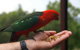 Barrington Tops Escapes - thumb 0