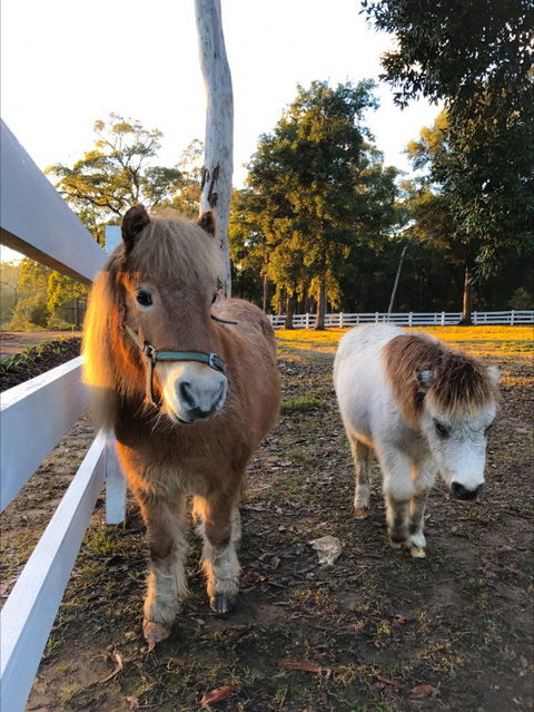 The Woods Farm - Nambucca Heads Accommodation 3