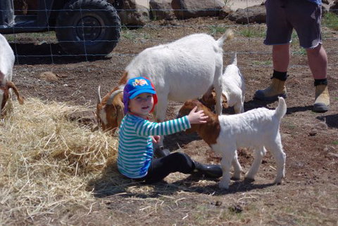 Yalooka Farm - Nambucca Heads Accommodation 3