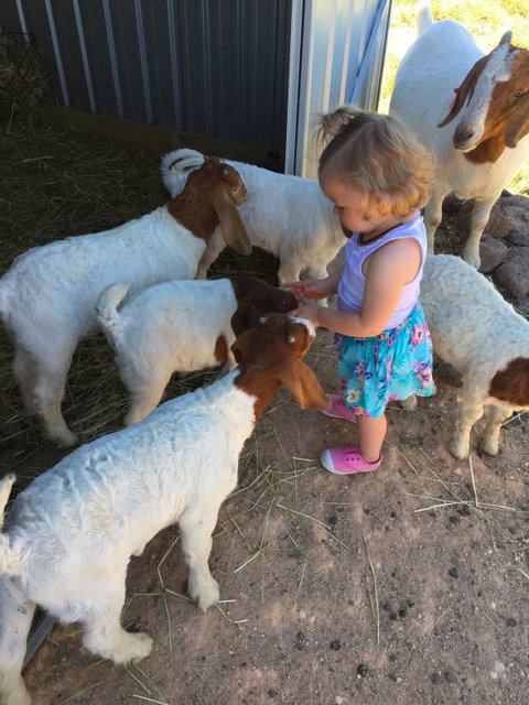 Yalooka Farm - Nambucca Heads Accommodation 7