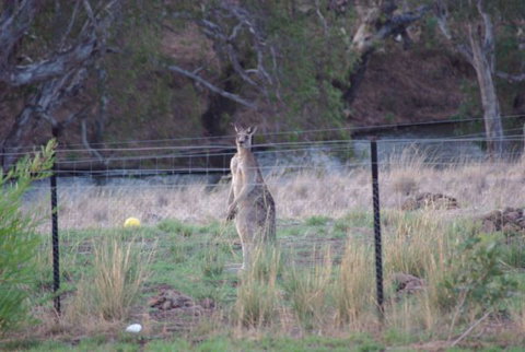 Yalooka Farm - Nambucca Heads Accommodation 9