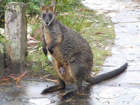 Aquila Eco Lodges - Nambucca Heads Accommodation 4