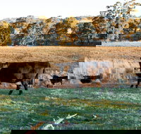 Lone Pine Homestead - Nambucca Heads Accommodation