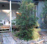 Native B and B - Callala Bay