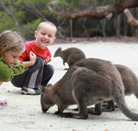 The Patriarch Wildlife Sanctuary Camping Ground - Nambucca Heads Accommodation