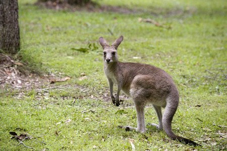 Hungry Head Cabins - Nambucca Heads Accommodation 3
