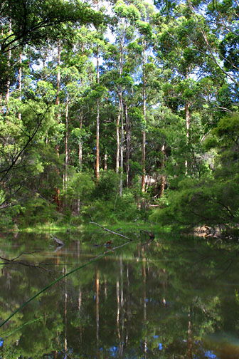Peppermint Grove Retreat - Nambucca Heads Accommodation 0