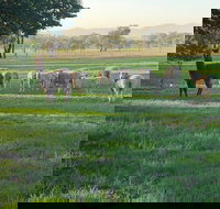 Wallinga Studio Farmstay - Nambucca Heads Accommodation