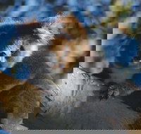 Bimbi Park Camping Under Koalas - Nambucca Heads Accommodation