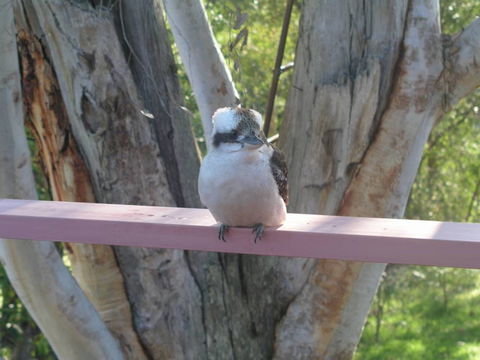 Kookaburra Dreaming - Nambucca Heads Accommodation 0