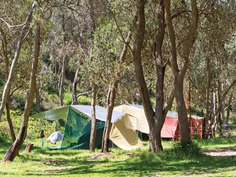 Pebbly Beach Campground - Yuraygir National Park - Nambucca Heads Accommodation 1