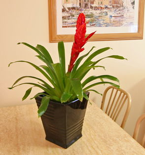 Beachcomber Motel And Apartments - Nambucca Heads Accommodation 2