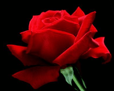 Villa Della Rosa Bed And Breakfast - Nambucca Heads Accommodation 4