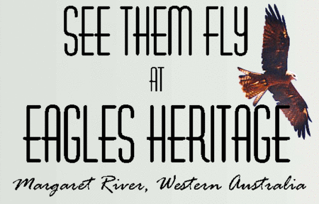 Eagles Heritage Raptor Wildlife Centre - Nambucca Heads Accommodation