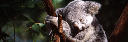 Koala and River Cruise by Mirimar Cruises - Nambucca Heads Accommodation