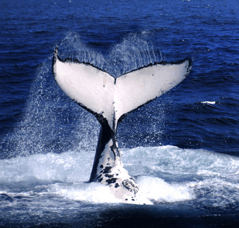Brisbane Whale Watching - Nambucca Heads Accommodation