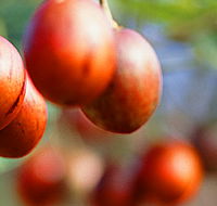 Tropical Fruit World - Nambucca Heads Accommodation