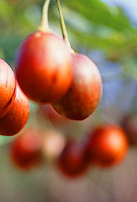 Tropical Fruit World - Nambucca Heads Accommodation 0