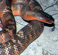 Armadale Reptile  Wildlife Centre - Nambucca Heads Accommodation