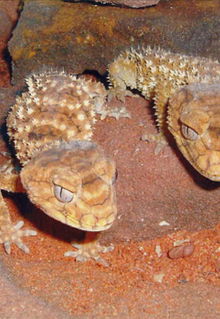 Armadale Reptile & Wildlife Centre - Nambucca Heads Accommodation 1