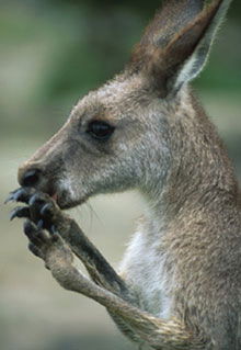 Armadale Reptile & Wildlife Centre - Nambucca Heads Accommodation 2