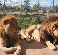 Mansfield Zoo - Nambucca Heads Accommodation