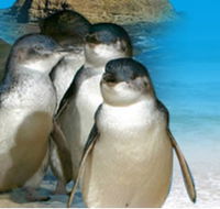 Phillip Island Penguin Parade - Nambucca Heads Accommodation