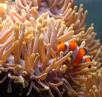 Reef HQ Great Barrier Reef Aquarium - Nambucca Heads Accommodation