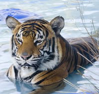 Zoo Doo Wildlife Park - Nambucca Heads Accommodation