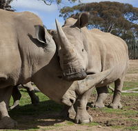 Monarto Zoo - Nambucca Heads Accommodation