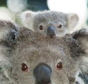 Billabong Koala and Wildlife Park - Nambucca Heads Accommodation