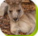 Calmsley Hill City Farm - Nambucca Heads Accommodation