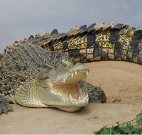 Dundee's Wildlife Park - Nambucca Heads Accommodation