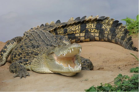 Dundee's Wildlife Park - Nambucca Heads Accommodation 0