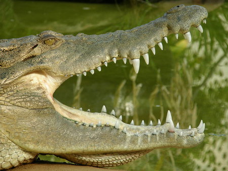 Dundee's Wildlife Park - Nambucca Heads Accommodation 1