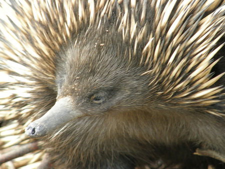 Dundee's Wildlife Park - Nambucca Heads Accommodation 3