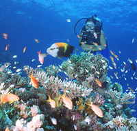 Drop Zone Dive Site - Nambucca Heads Accommodation