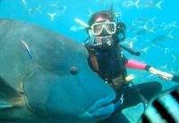 Maxi Ragamuffin - Nambucca Heads Accommodation 1