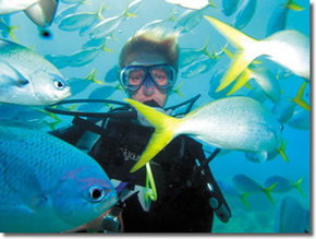 Maxi Ragamuffin - Nambucca Heads Accommodation 3