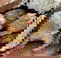 Alice Springs Reptile Centre - Nambucca Heads Accommodation