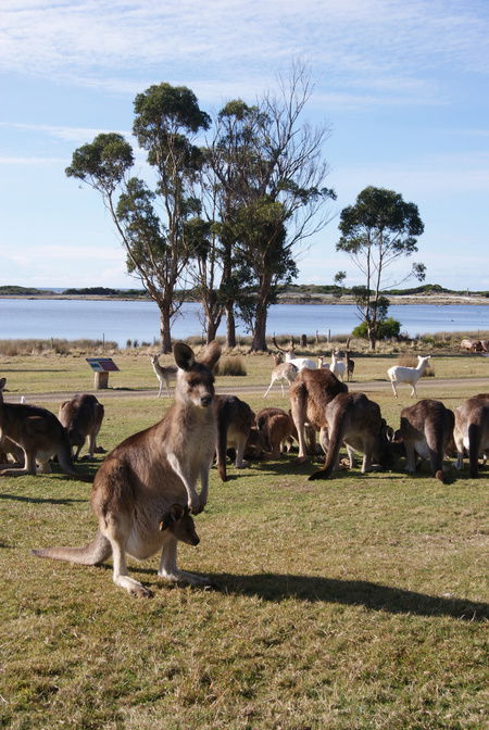 East Coast Natureworld - Nambucca Heads Accommodation 1