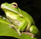 The Rainforest Habitat - Nambucca Heads Accommodation