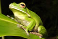 The Rainforest Habitat - Nambucca Heads Accommodation 0