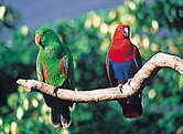 The Rainforest Habitat - Nambucca Heads Accommodation 1