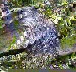 Koala Conservation Centre - Nambucca Heads Accommodation