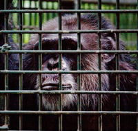 Rockhampton Zoo - Nambucca Heads Accommodation