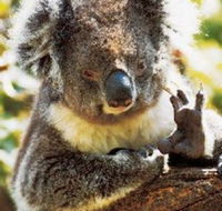 Gorge Wildlife Park - Nambucca Heads Accommodation
